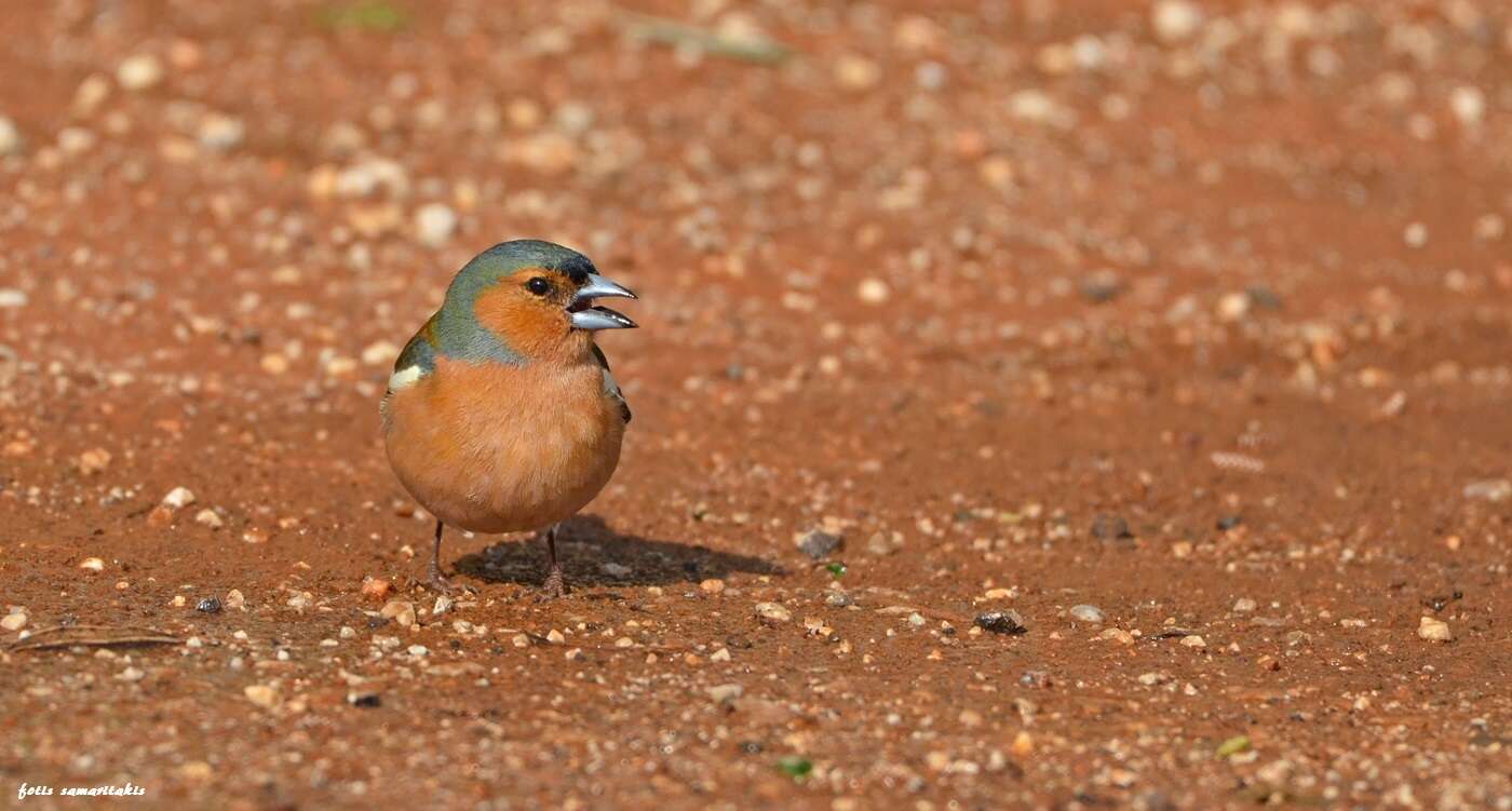 Image of Fringilla coelebs schiebeli Stresemann 1925