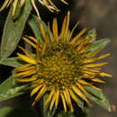 Sivun Pallenis spinosa subsp. aurea (Willk.) Nym. kuva