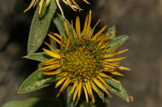 Sivun Pallenis spinosa subsp. aurea (Willk.) Nym. kuva