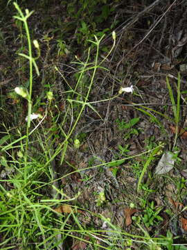 Image of Agalinis hispidula (Mart.) W. G. D' Arcy