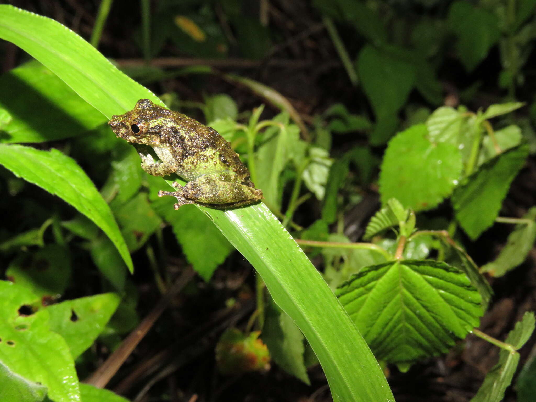 Scinax garbei (Miranda-Ribeiro 1926)的圖片