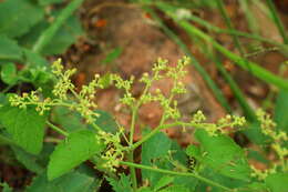 Cyphostemma lanigerum (Harv.) Descoings ex Wild & R. B. Drumm. resmi