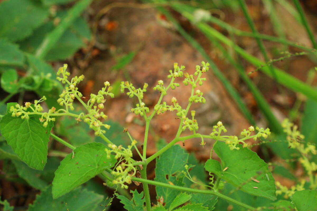 Plancia ëd Cyphostemma lanigerum (Harv.) Descoings ex Wild & R. B. Drumm.