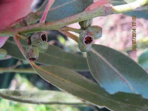 Image of shining gum