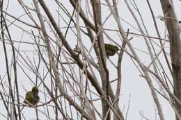 Image of Silvereye