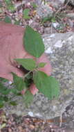 Imagem de Acalypha glabrata Thunb.