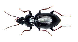 Image of Pterostichus (Bothriopterus) mutus (Say 1823)