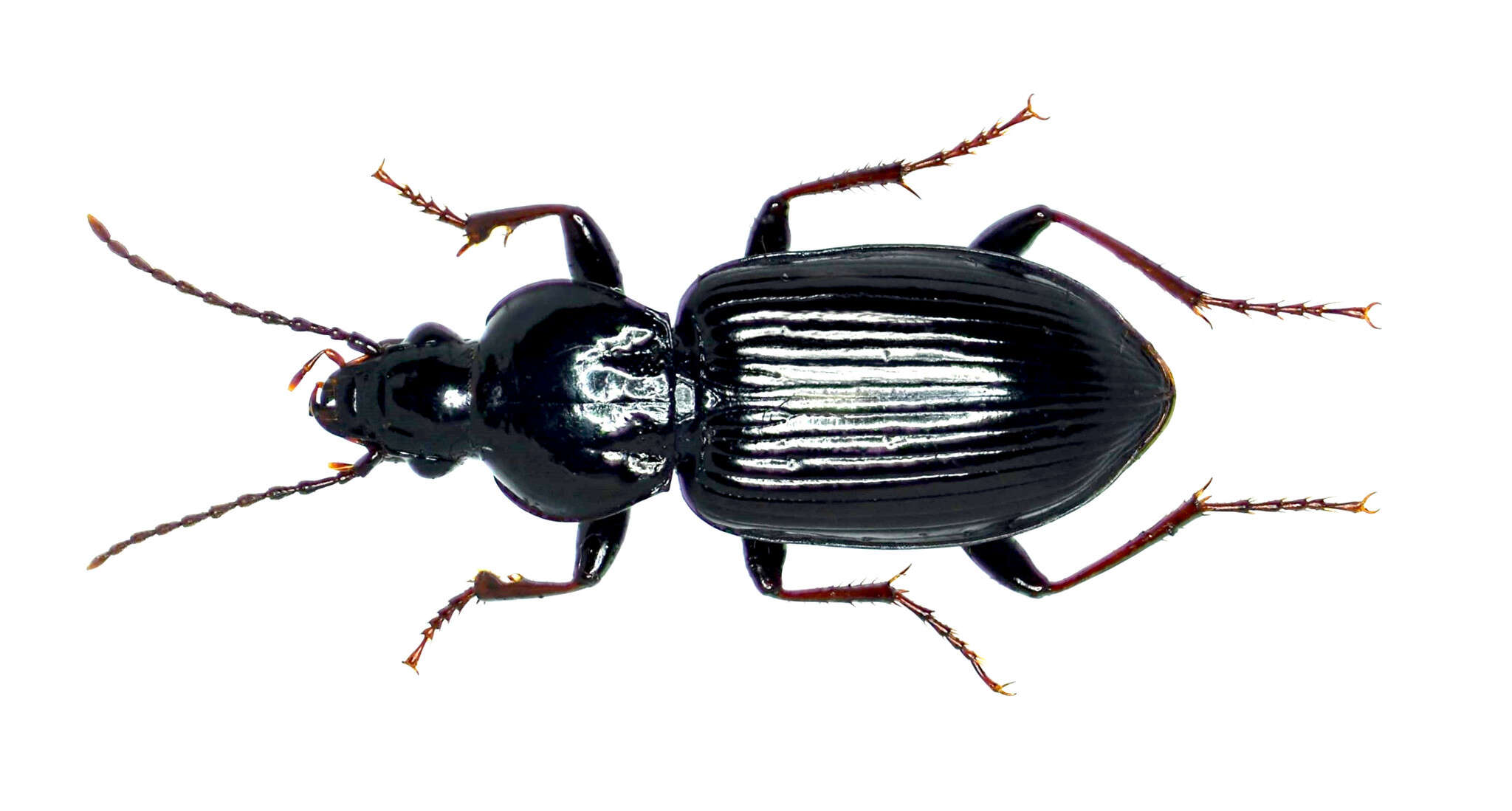 Image of Pterostichus (Bothriopterus) mutus (Say 1823)