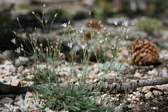 Image of King's sandwort