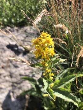 Image of Solidago virgaurea subsp. virgaurea