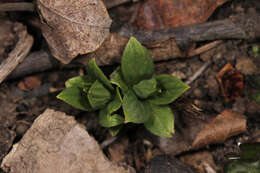 Image of American stoneseed