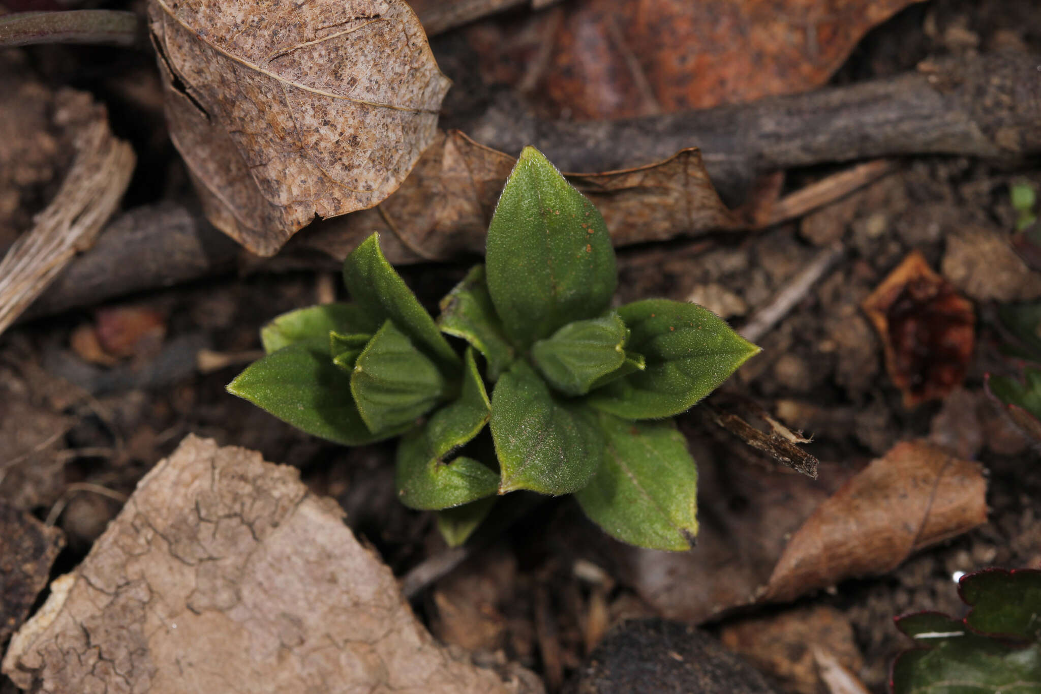 Image of American stoneseed