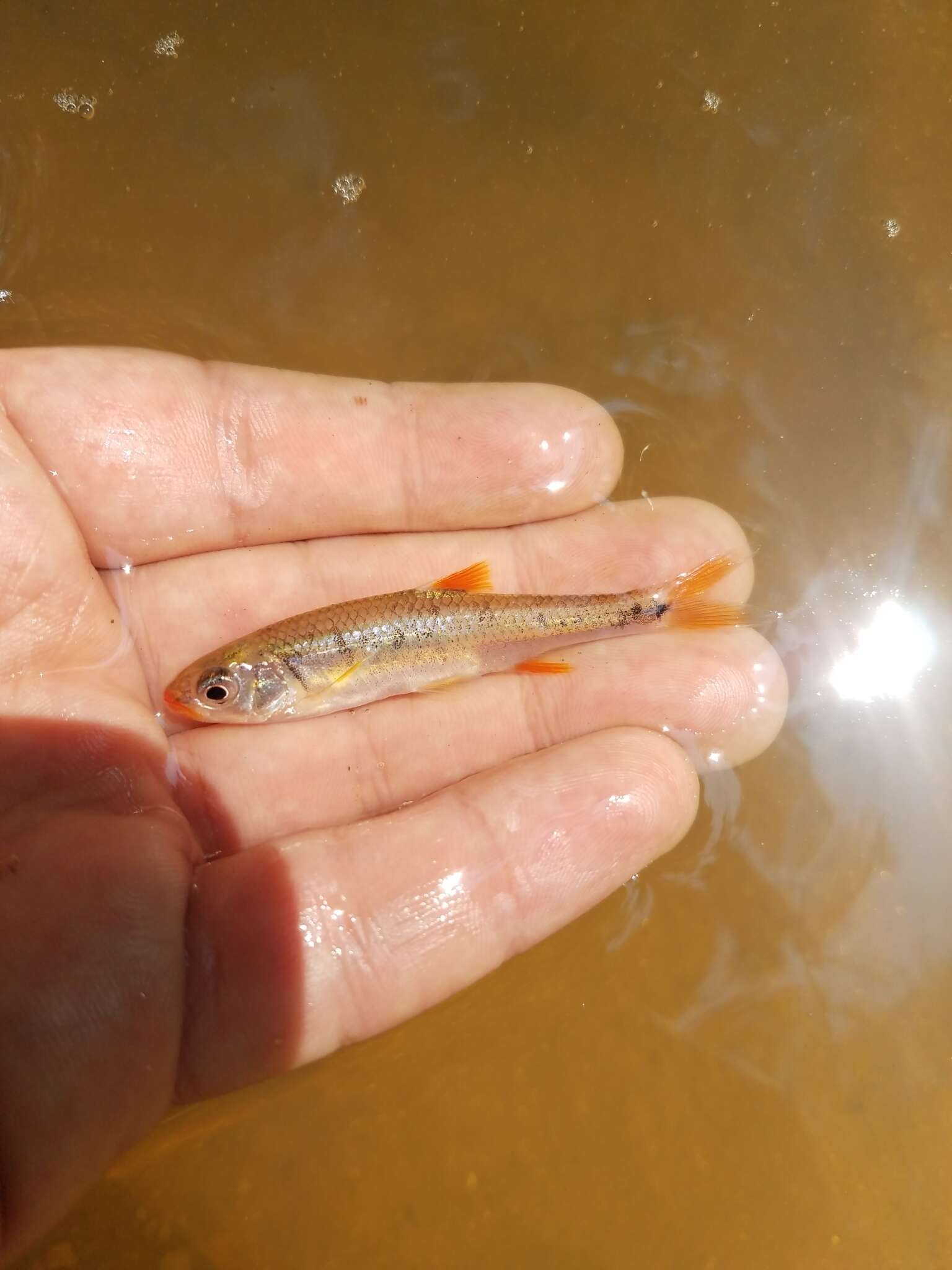 Слика од Notropis chiliticus (Cope 1870)