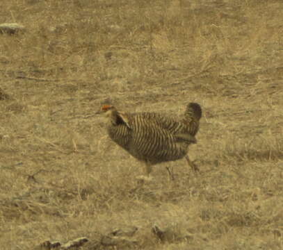 Image of prairie-chickens:  greater prairie-chicken; lesser prairie-chicken