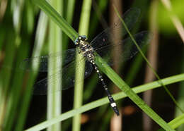 Слика од Eusynthemis deniseae Theischinger 1977