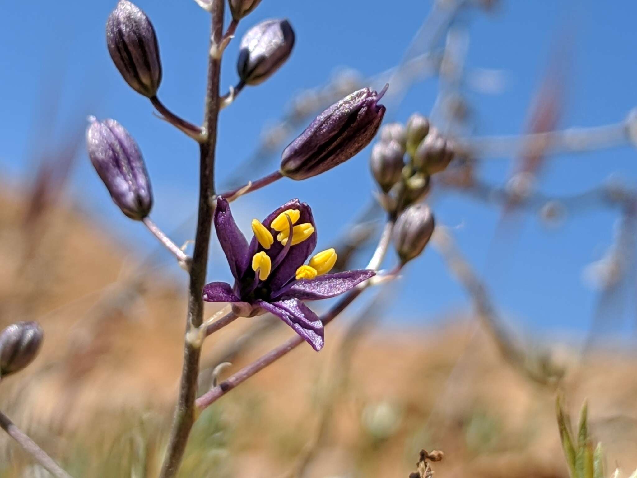 Image of Hooveria purpurea var. reducta