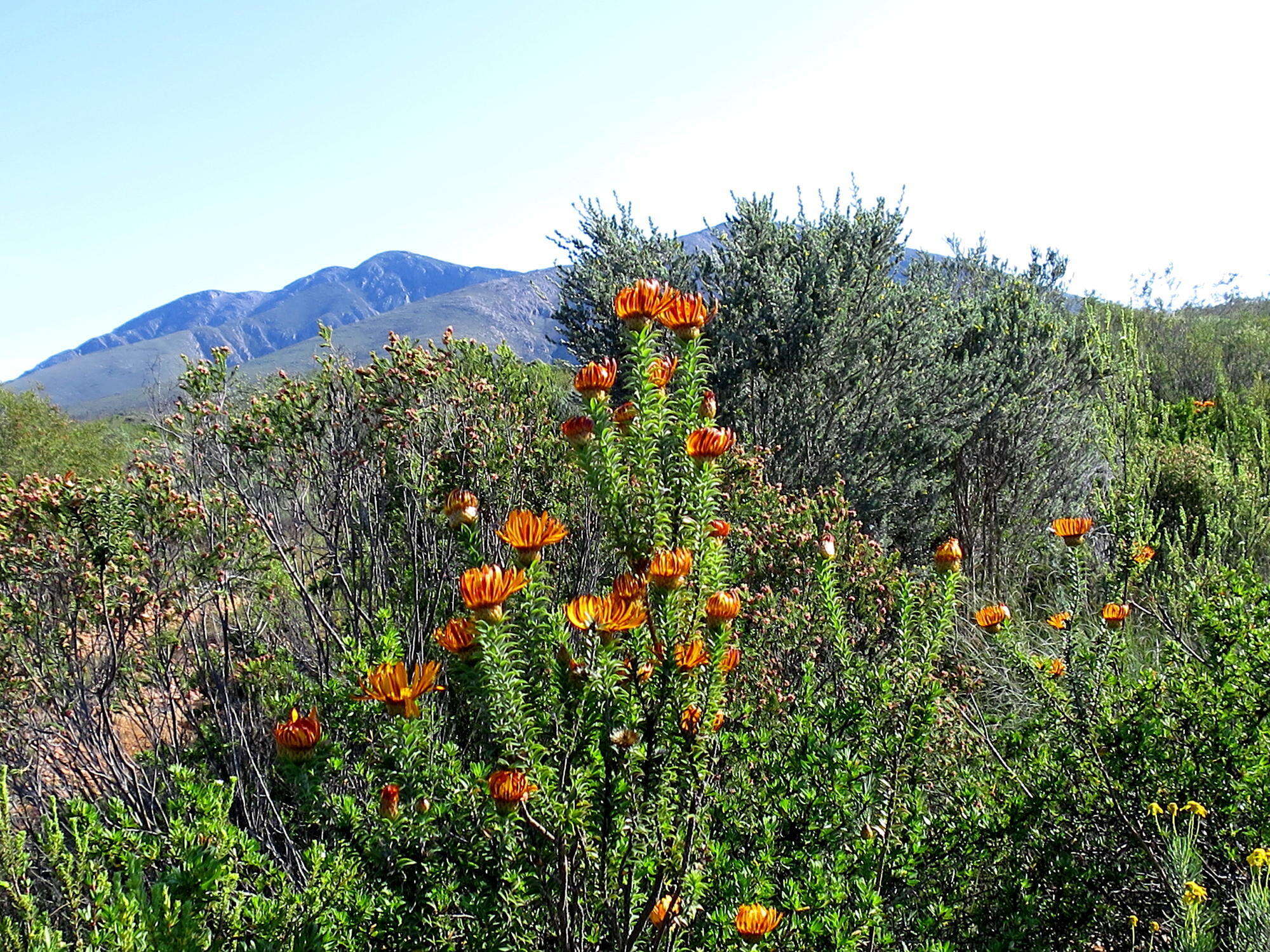 Plancia ëd Oedera speciosa (DC.) N. G. Bergh