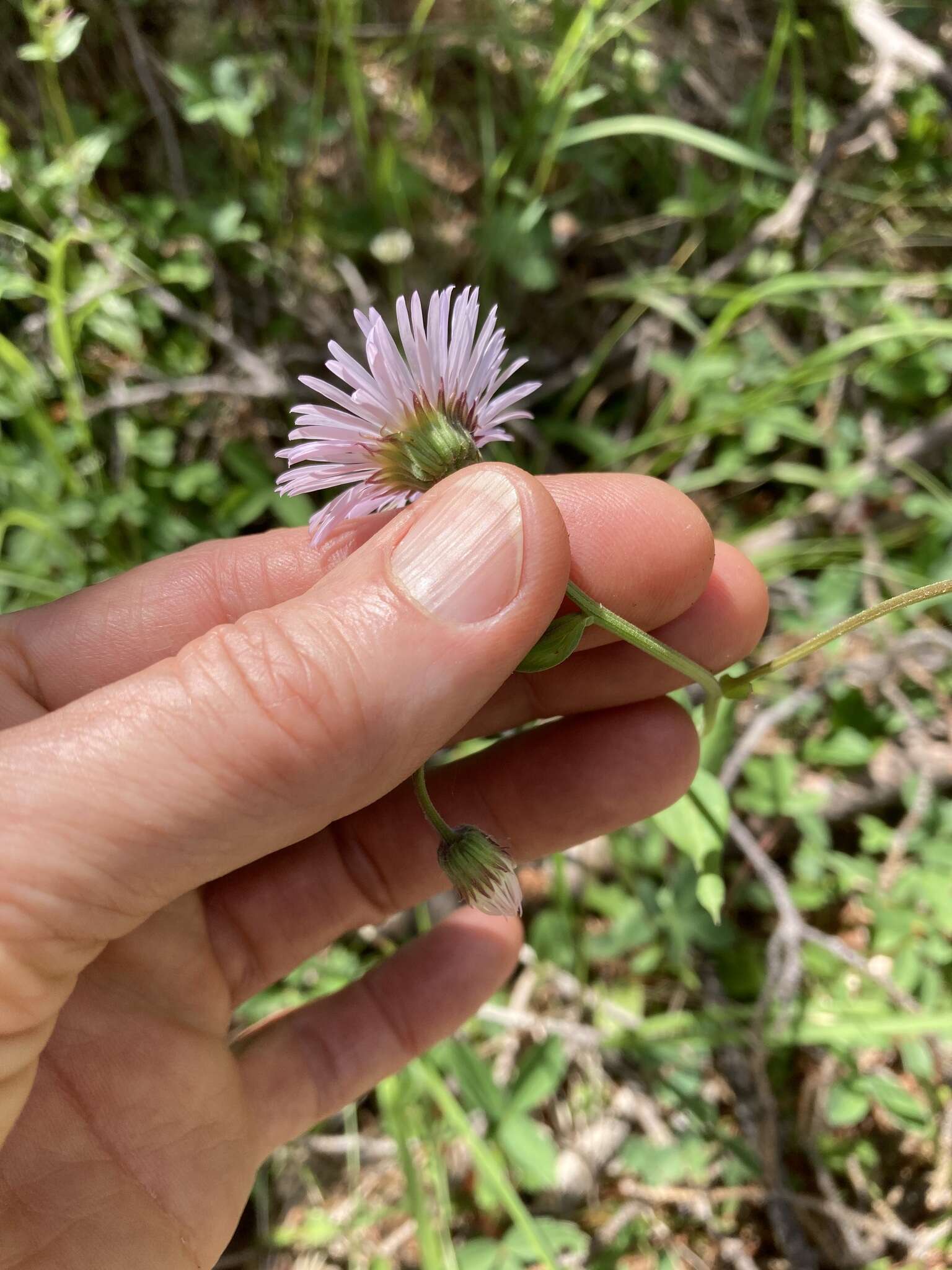 صورة Erigeron eximius Greene