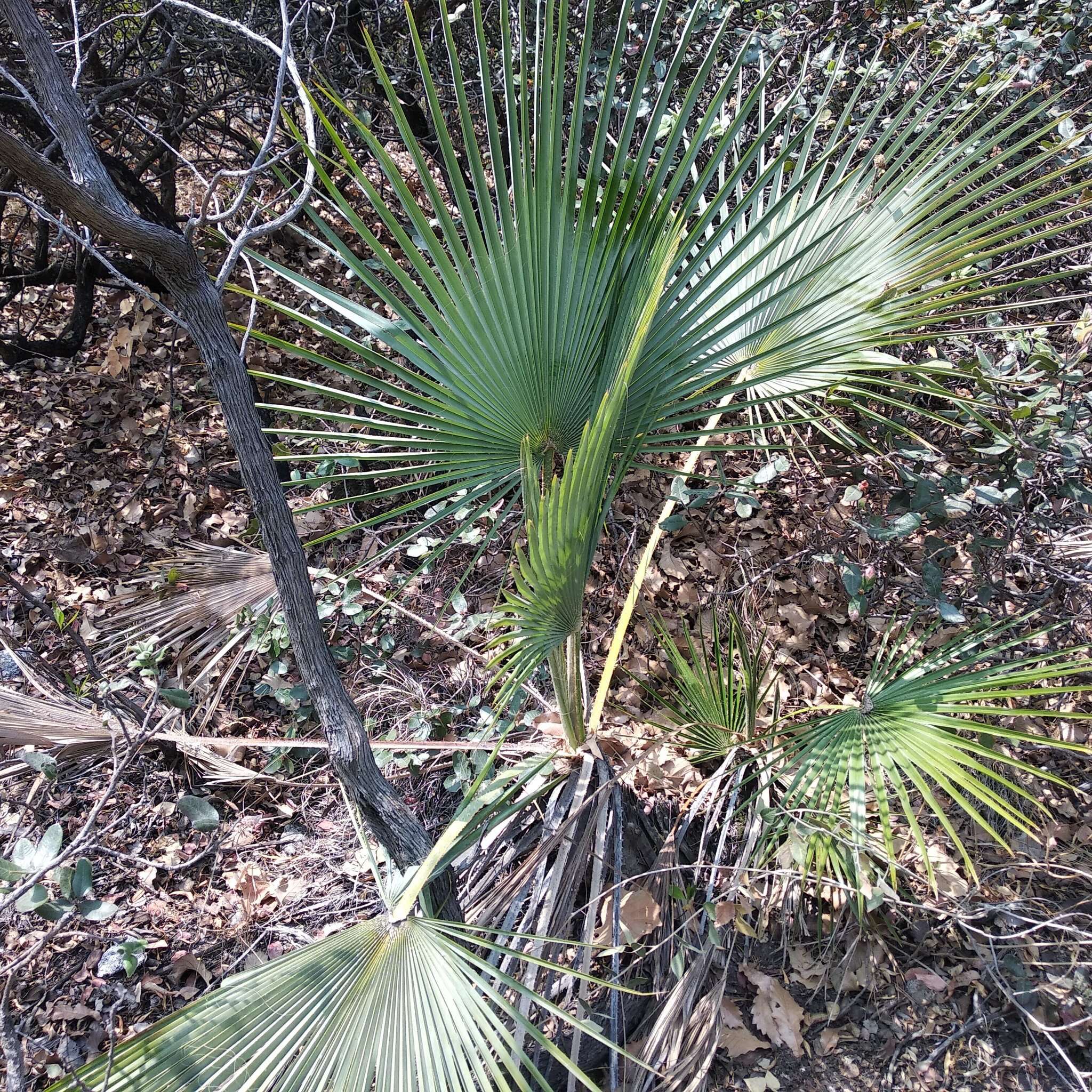 Image of Brahea decumbens Rzed.