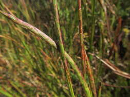 Plancia ëd Hemarthria altissima (Poir.) Stapf & C. E. Hubb.