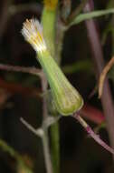 Image of Senecio runcinifolius J. H. Willis