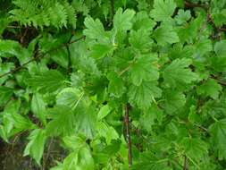 Image de Ribes rotundifolium Michx.