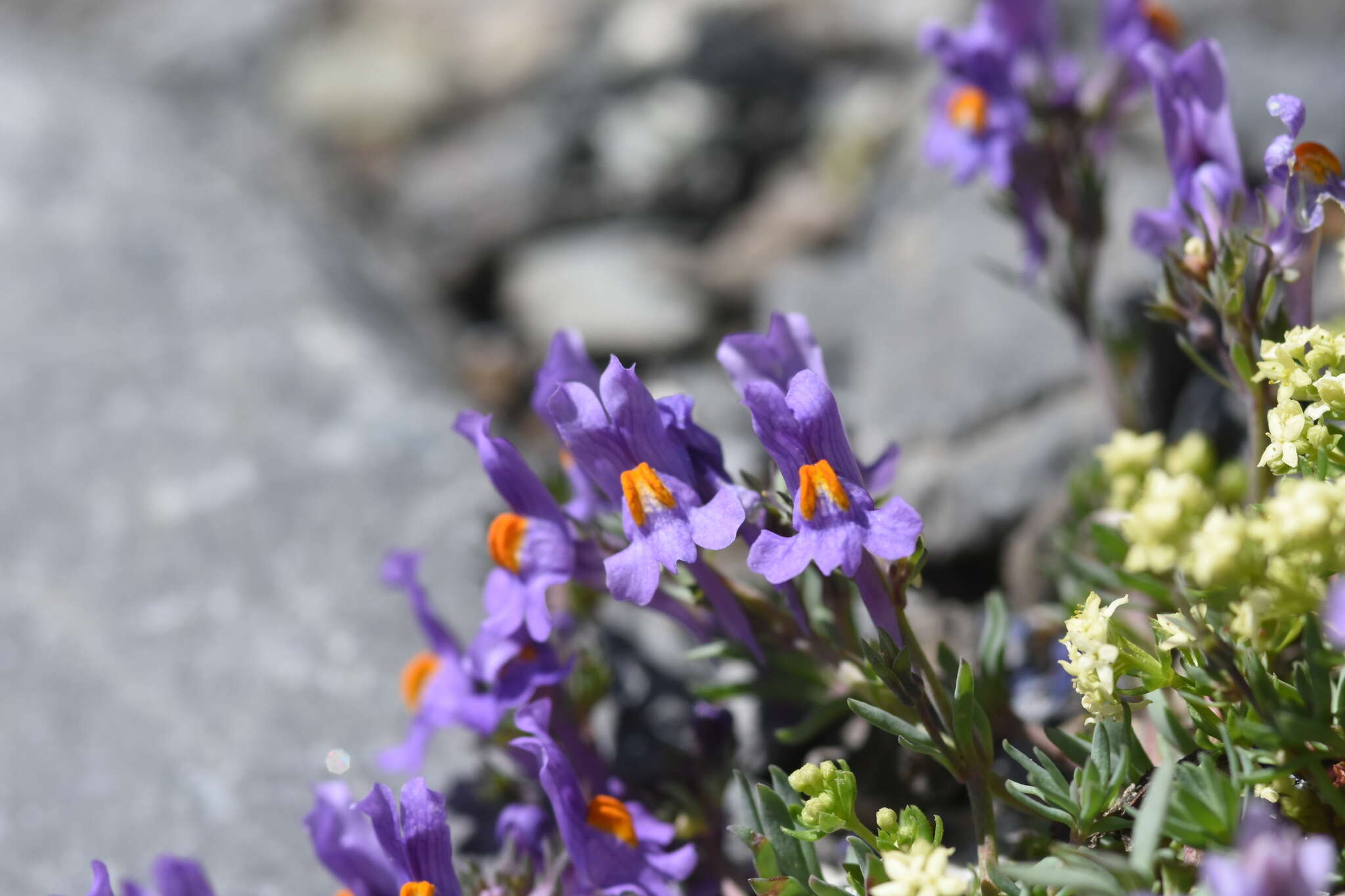 Image of Linaria alpina subsp. alpina