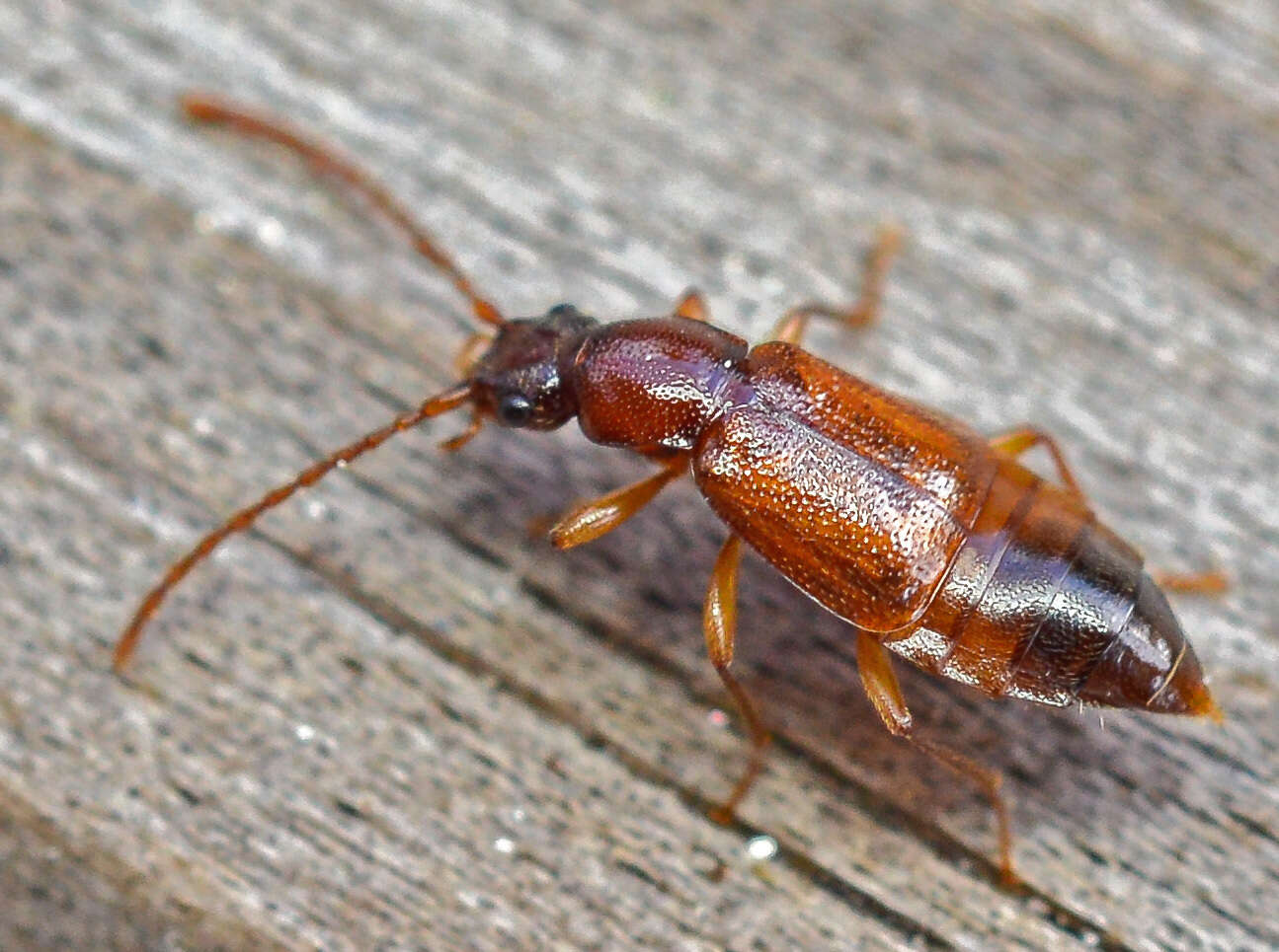 Image of Anthophagus (Phaganthus) caraboides (Linnaeus 1758)