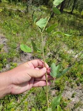 Image of Florida ticktrefoil