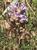 Image de Phelipanche arenaria (Borkh.) Pomel