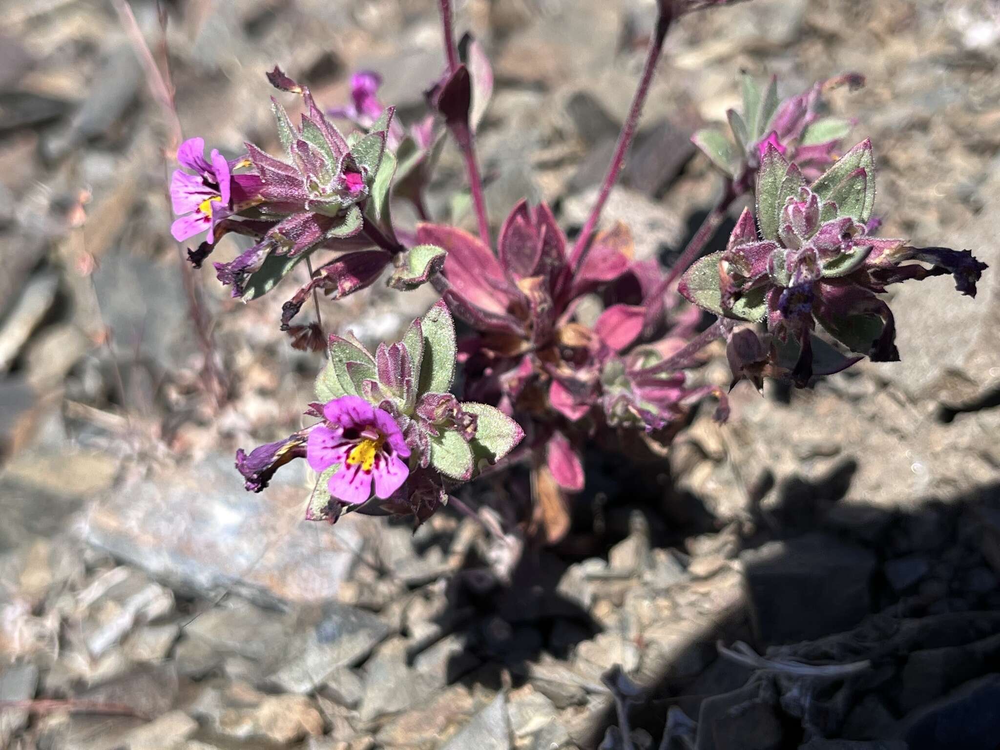 Image of Johnston's monkeyflower