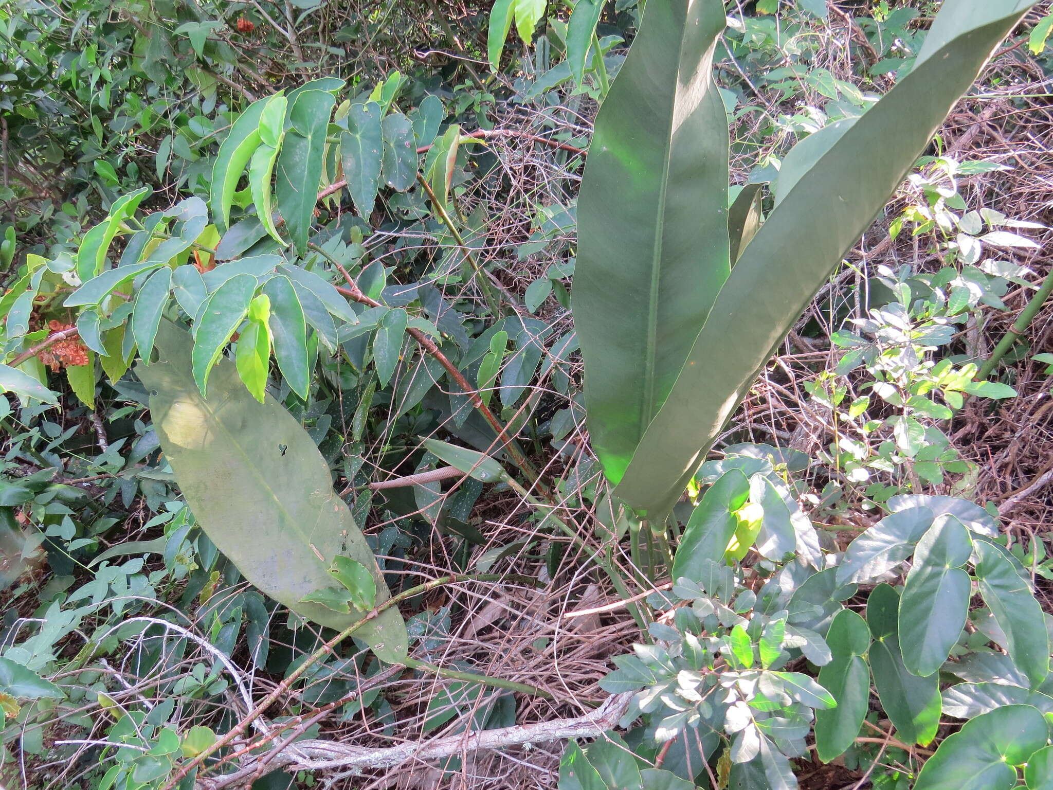 Imagem de Anthurium coriaceum G. Don