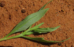 Image of Oxygonum alatum Burch.