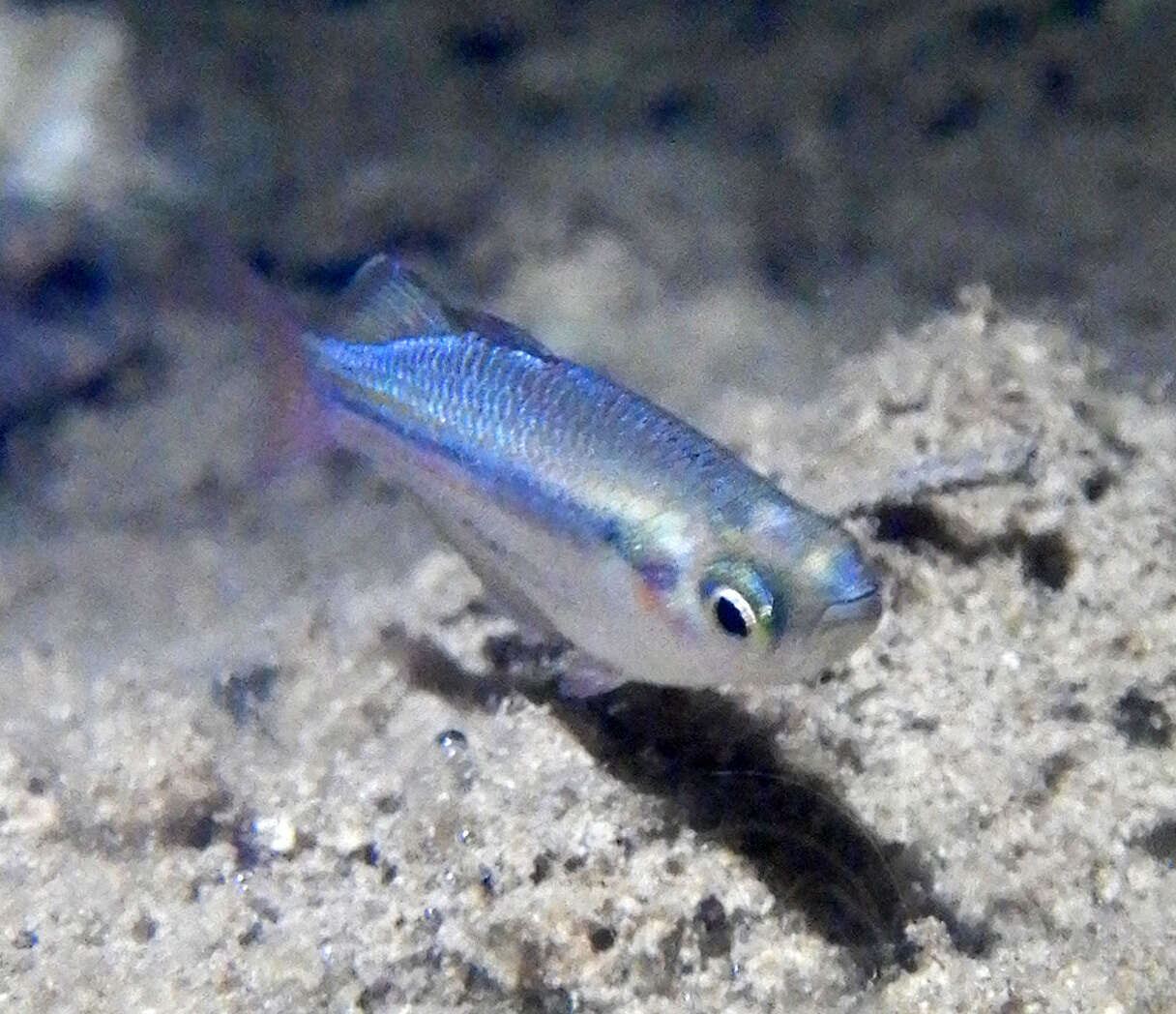 Image of Australian rainbowfish