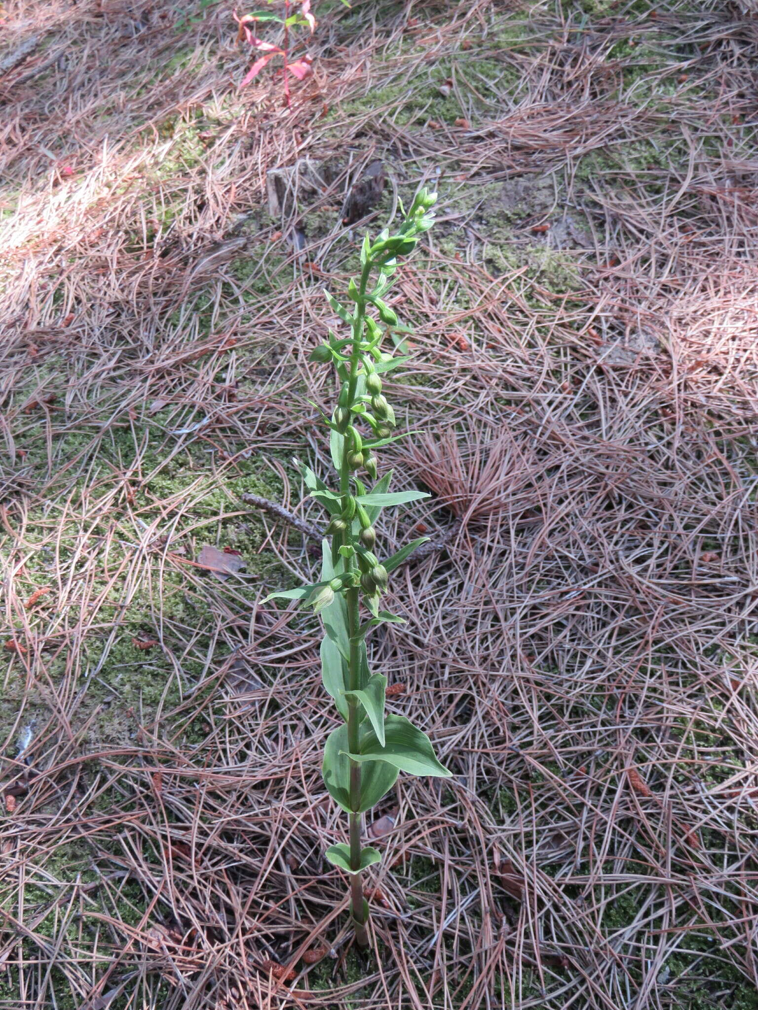 Image of Green-Flowered Helleborne