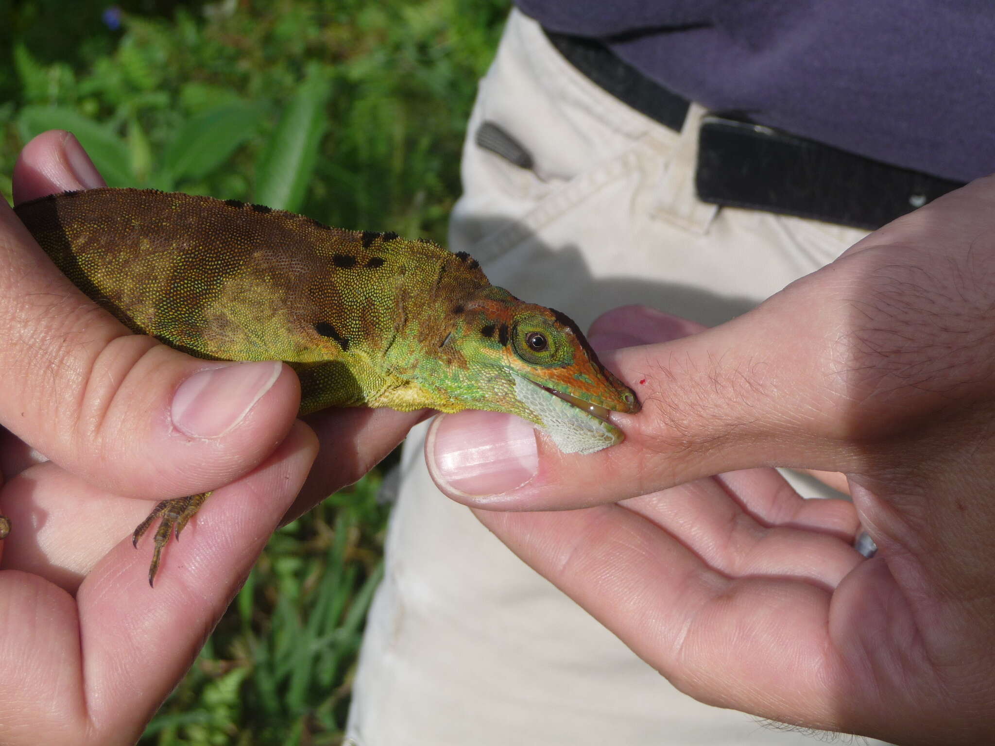 Imagem de Anolis fraseri Günther 1859