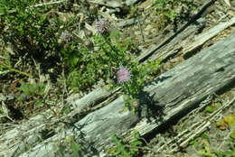 Image of Bombus vancouverensis vancouverensis Cresson 1879