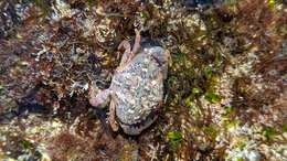 Image of ninetooth pebble crab