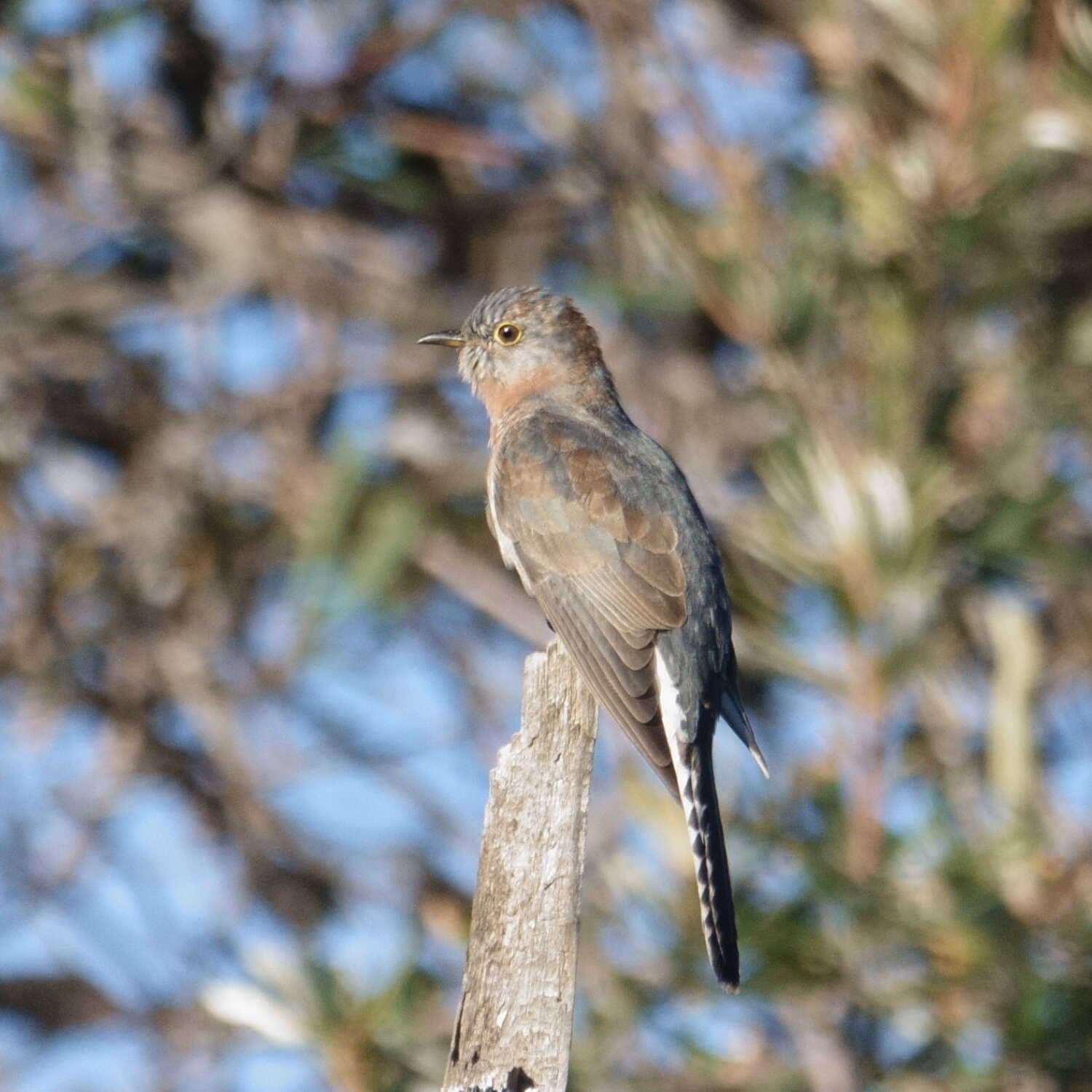 Image of Fan-tailed Cuckoo