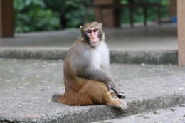 Image of Rhesus Monkey