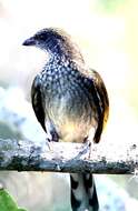 Image of Scaly-throated Honeyguide