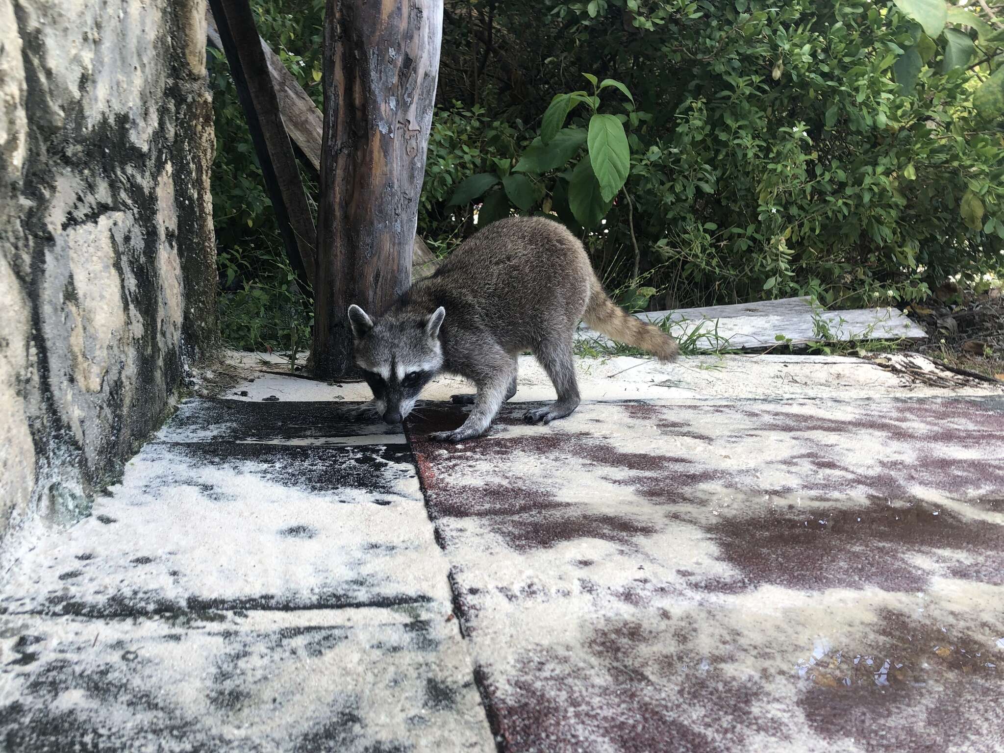 Image of Cozumel Island Raccoon