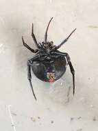 Latrodectus renivulvatus Dahl 1902的圖片