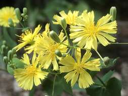 Image of Crepidiastrum sonchifolium (Maxim.) J. H. Pak & Kawano