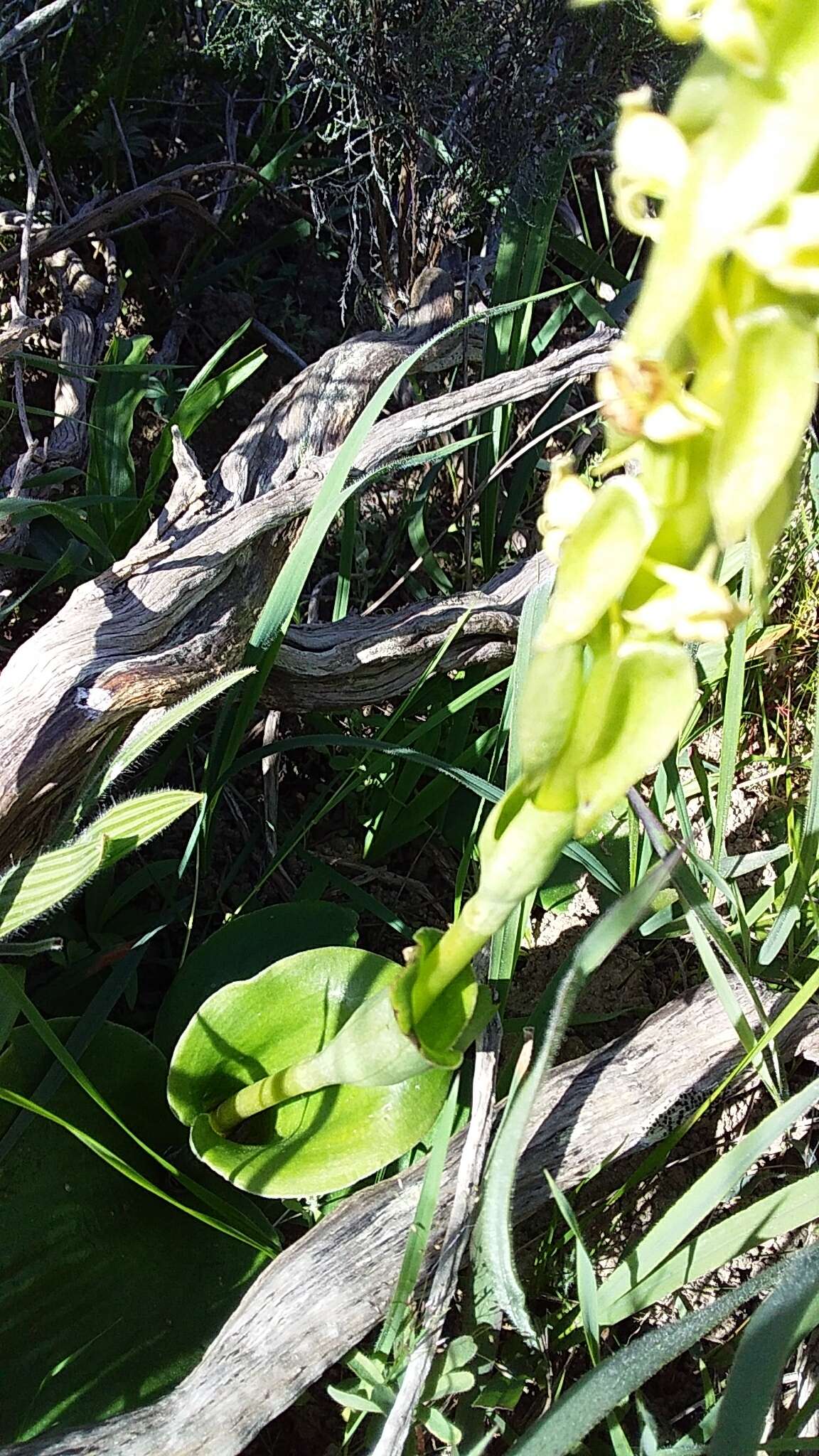 Image de Satyrium humile Lindl.