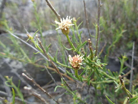 Image of Baccharis darwinii Hook. & Arn.