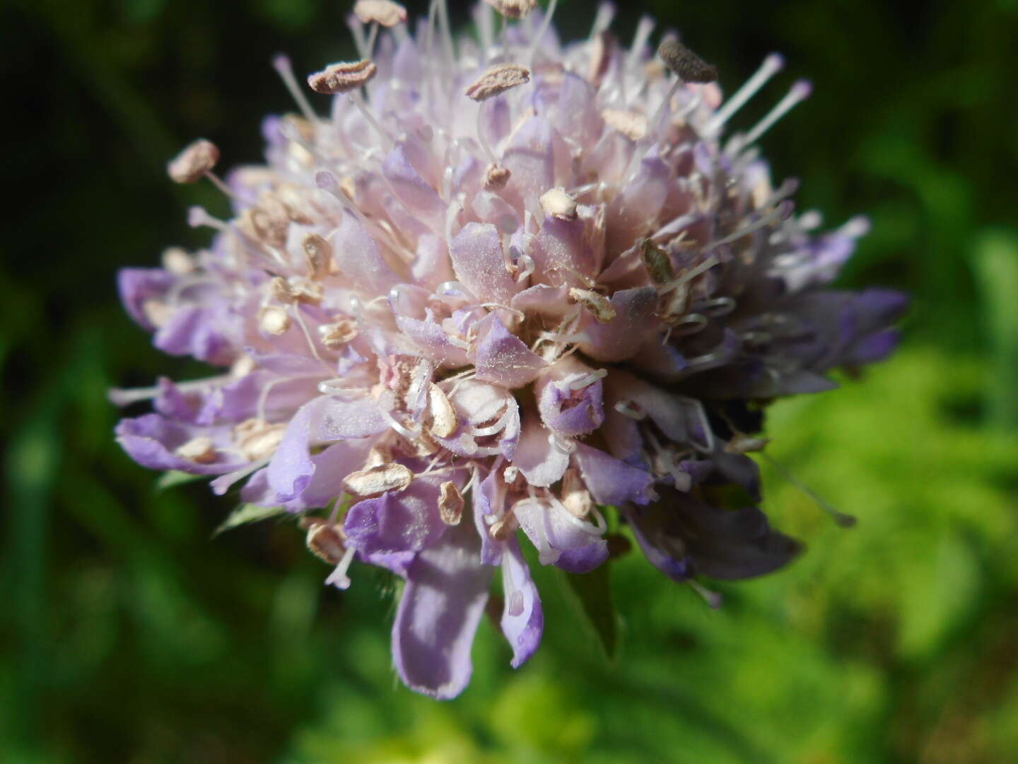 Image of Microbotryum scabiosae (Sowerby) G. Deml & Prillinger 1991