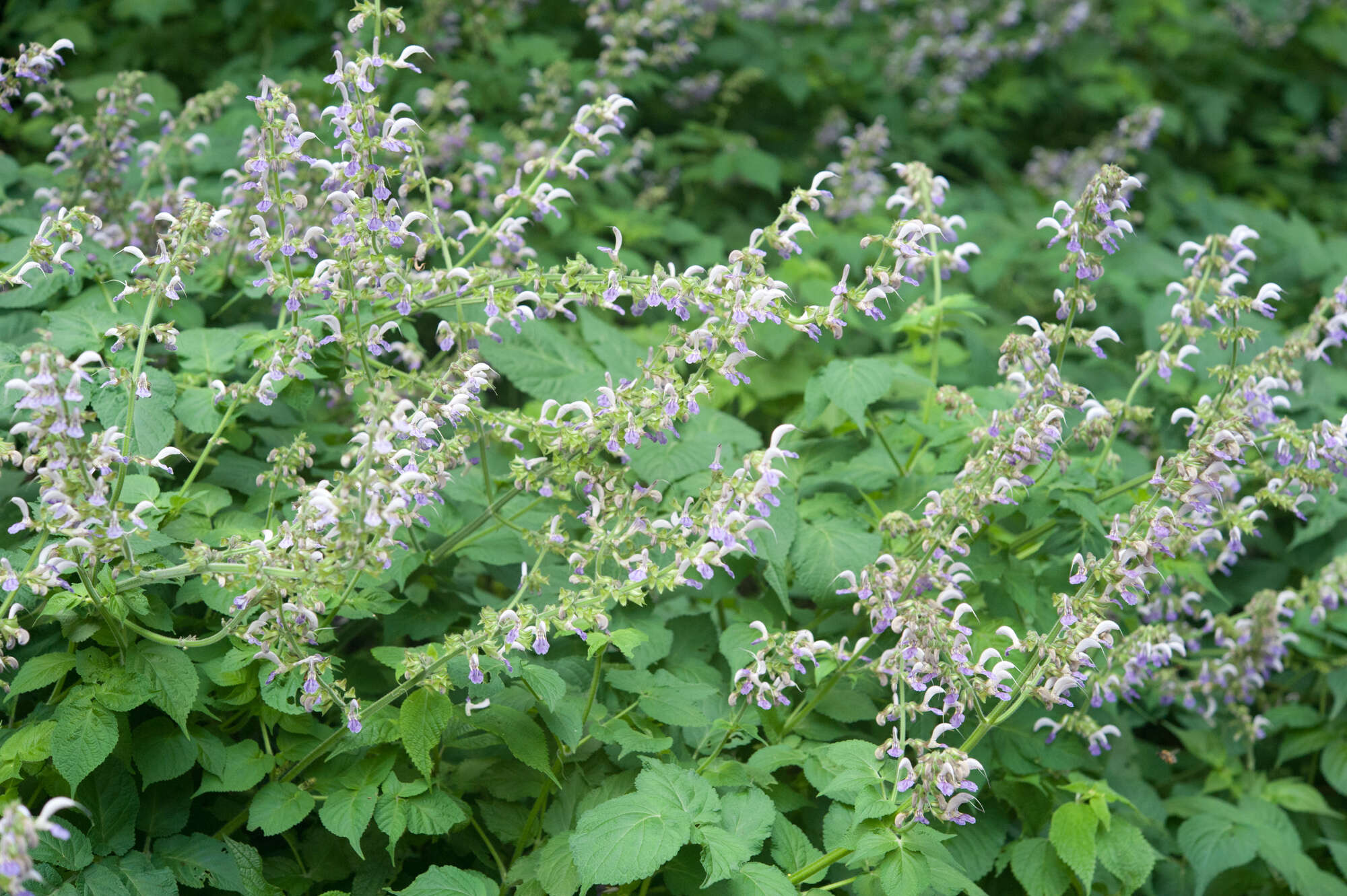 Image of Salvia bowleyana Dunn