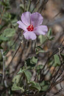 Imagem de Hibiscus denudatus Benth.