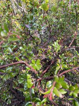 Слика од Arctostaphylos nummularia subsp. mendocinoensis (P. V. Wells) V. T. Parker, M. C. Vasey & J. E. Keeley